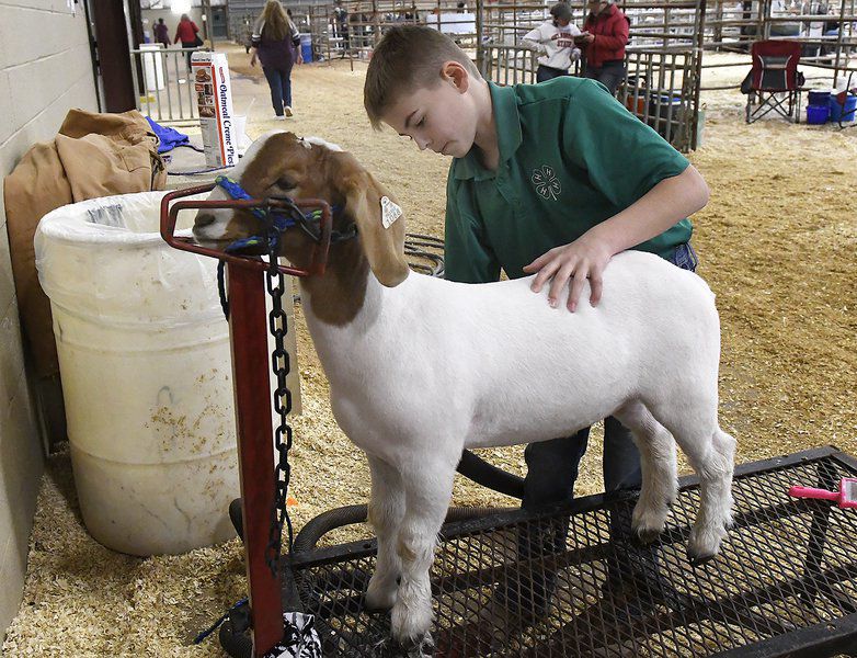 86th Annual Northwest District Junior Livestock Show continues through weekend